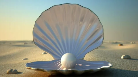 SeaShell Stock Footage 528729