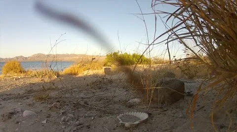 Seashell Stock Footage 22104859