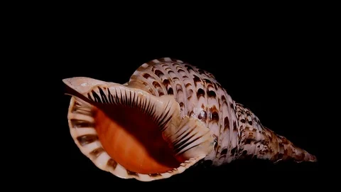 Seashell Stock Footage 123068706