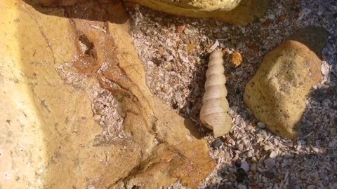 Seashell Stock Footage 136811587