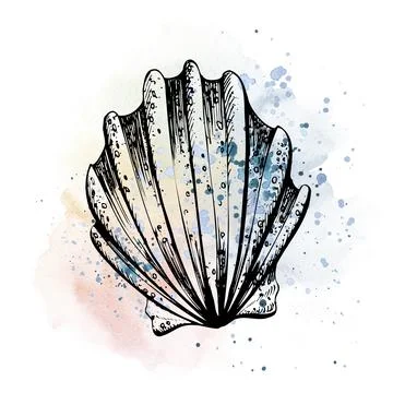 Seashell in the form of a fan graphics on the background of watercolor stains Иллюстрация