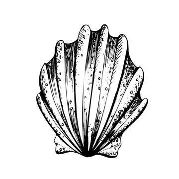 Seashell in the form of a fan. Isolated object drawn by hand in graphic Stock Illustration