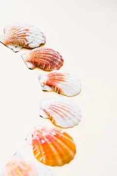 Seashell frame with place for text on a light background Stock-Fotos