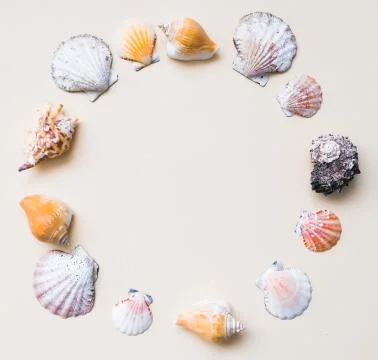 Seashell frame with place for text on a light background Stock Photos