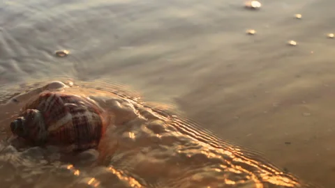 Seashell on the golden sand Stock Footage 106460396
