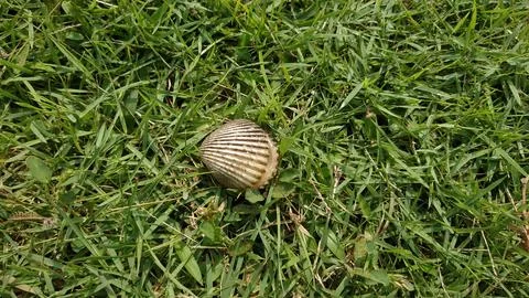 Seashell on Grass Stock Photos