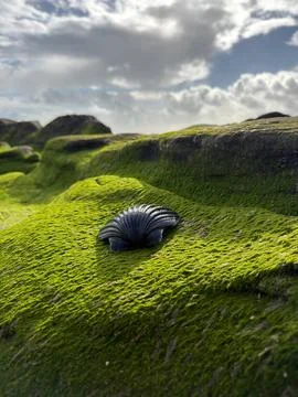 Seashell on Green Rocks Stock Photos