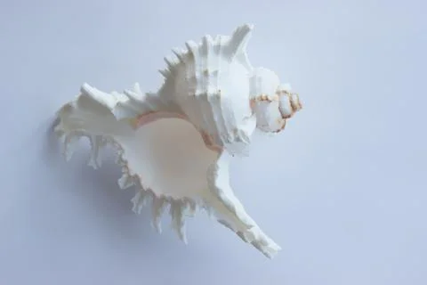 Seashell on grey background Stock Photos