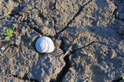 Seashell on the ground, background Stock Photos