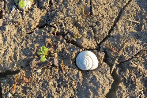 Seashell on the ground, background Stock Photos