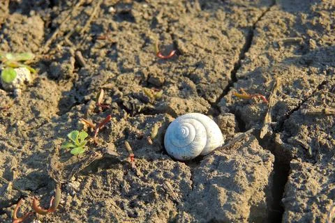 Seashell on the ground, background Stock Photos