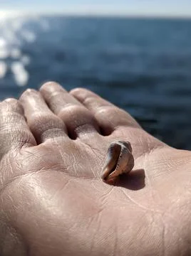 Seashell in hand on the background of the sea Stock Photos