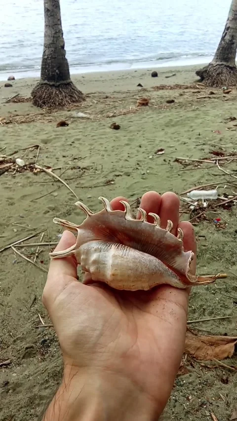 A seashell in hand. Beach. Asia. Stock Footage 325986537