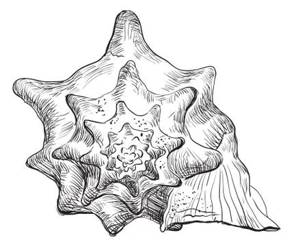 Seashell hand drawing vector Stock Illustration
