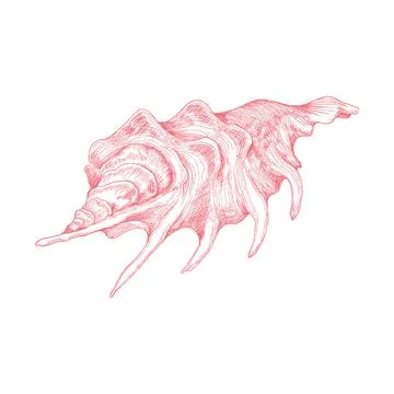 Seashell hand drawn engraved thin line, vector illustration isolated on white. Illustrazione stock