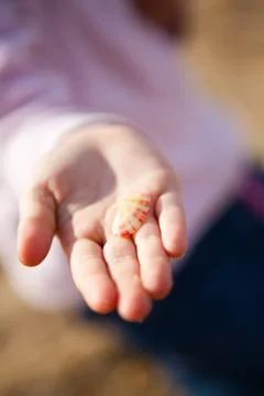 Seashell in hand Foto stock
