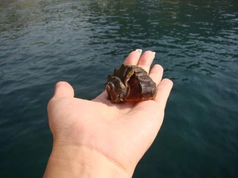 Seashell on hand Stock-Fotos