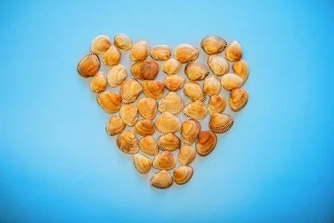 Seashell Heart on a blue background Stock Photos