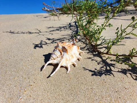 Seashell, herbs on clean yellow beach sand. Close-up, lifestyle Stock Photos
