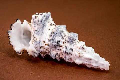 Seashell Hexaplex trunculus on brown background Stock Photos