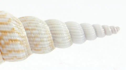 Seashell Hi Key 库存影片 22318333