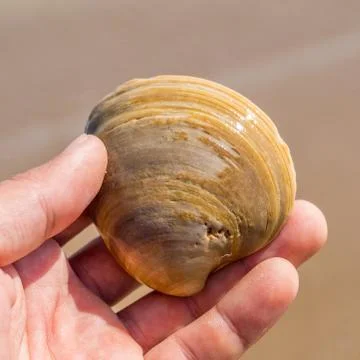 Seashell in the human fingers Stock Photos