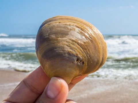 Seashell in the human fingers Stock Photos