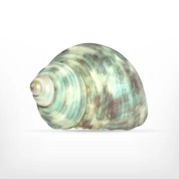 Seashell Stock Illustration