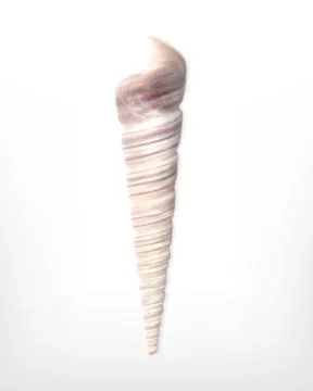 Seashell Stock Illustration