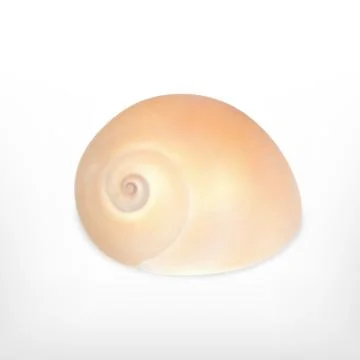 Seashell Stock Illustration