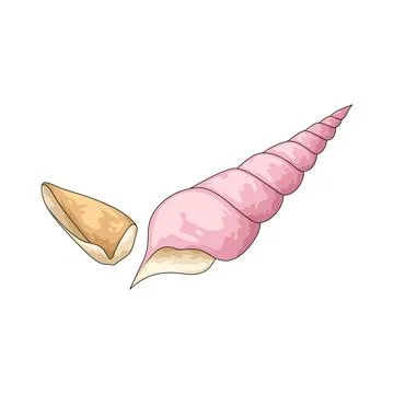 Seashell illustration Stock Illustration