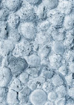 Seashell imprints background Stock Photos