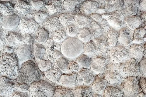 Seashell imprints background Stock Photos
