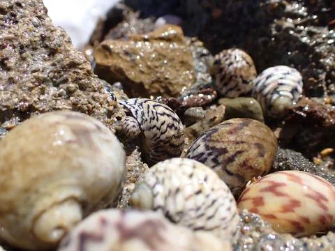 Seashell with intricate patterns focused in center Foto stock