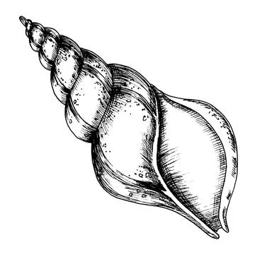 Seashell on isolated background. Hand drawn vector illustration of Sea Shell in Illustrazione stock