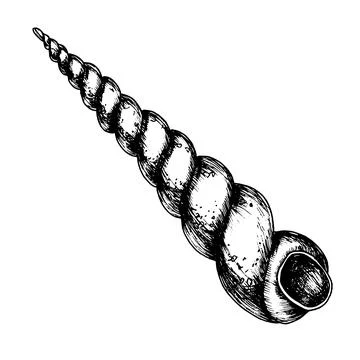 Seashell on isolated background. Hand drawn vector illustration of Sea Shell in Stock Illustration