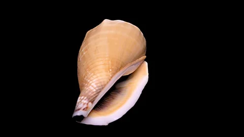 Seashell Isolated on Black Background – Close-up, Detail Stock Footage 87647607