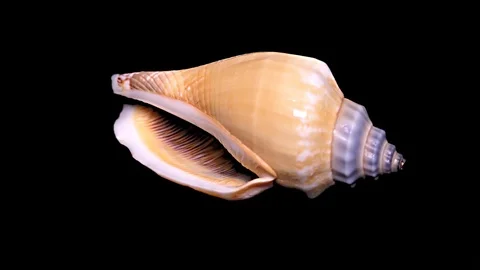 Seashell Isolated on Black Background – Close-up, Detail Stock Footage 87647614