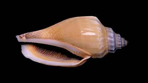 Seashell Isolated on Black Background – Close-up, Detail Stock Footage 87647651