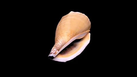 Seashell Isolated on Black Background – Close-up, Detail Stock Footage 87647653