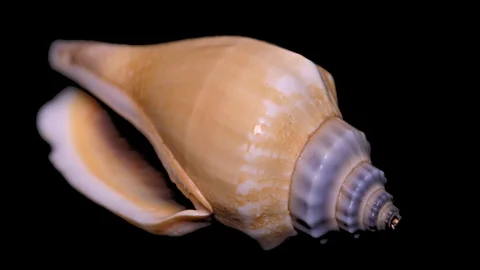 Seashell Isolated on Black Background – Close-up, Detail Stock Footage 87647705