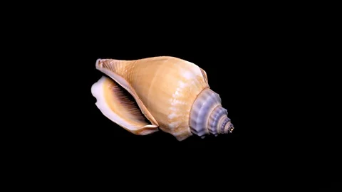 Seashell Isolated on Black Background – Close-up, Detail Stock Footage 87647714