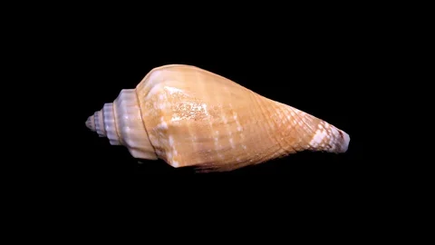 Seashell Isolated on Black Background – Close-up, Detail Stock Footage 87647723