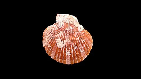 Seashell Isolated on Black Background – Close-up, Detail Stock Footage 87937137