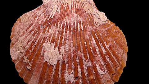 Seashell Isolated on Black Background – Close-up, Detail Stock Footage 87937148