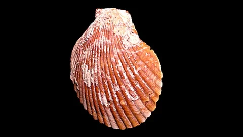 Seashell Isolated on Black Background – Close-up, Detail Stock Footage 87937206