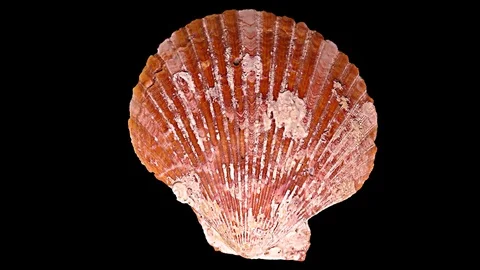 Seashell Isolated on Black Background – Close-up, Detail Stock Footage 87937237