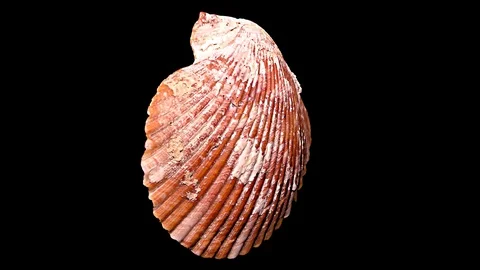 Seashell Isolated on Black Background – Close-up, Detail Stock Footage 87937254