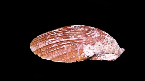 Seashell Isolated on Black Background – Close-up, Detail Stock Footage 87937352