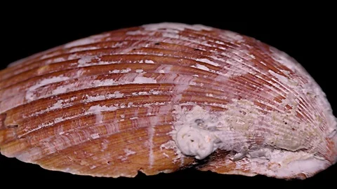 Seashell Isolated on Black Background – Close-up, Detail Stock Footage 87937405